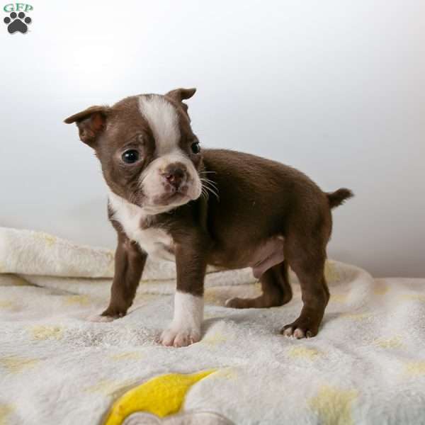Comet, Boston Terrier Puppy